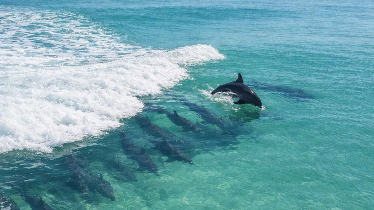 A 45-foot catamaran with guests on deck on a Shell Island dolphin tour near Panama City Beach, Florida